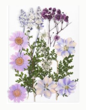 Foamtastic Specials | Purple Series Collection
