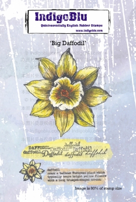 IndigoBlu stempel | Big Daffodil | Narcis | A6