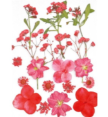 Droogbloemen Rood | Vacuumverpakt