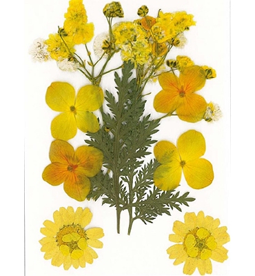 Droogbloemen Geel | Vacuumverpakt