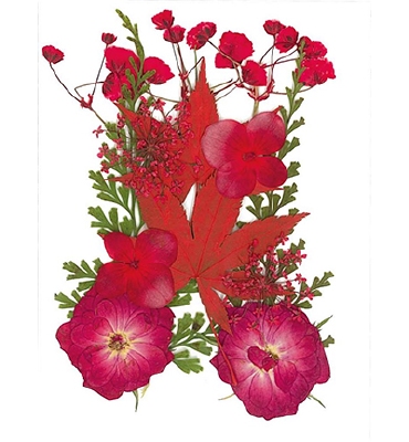 Droogbloemen Rood | Vacuumverpakt