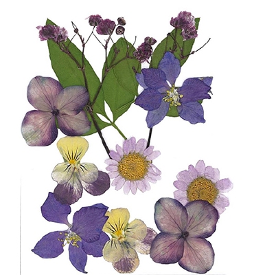 Droogbloemen Paars | Vacuumverpakt