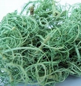 Gedroogd mos | Wortel | Dried Roots